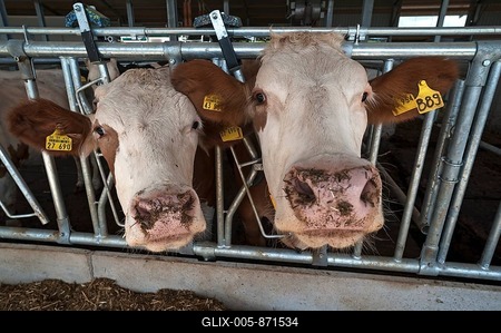 Dairy cows at the feed fence in modern loose housing, Bavaria, Germany-stock-foto