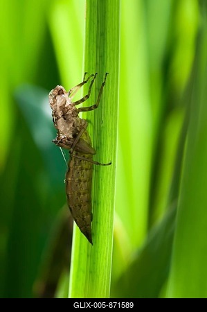 Larval skin or exuvia of a hatched dragonfly on a leaf of the Yellow Iris (Iris pseudacorus), Moenchbruch Nature Reserve, Hesse, Germany, Europe-stock-foto