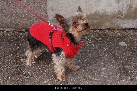Yorkshire Terrier wearing a red jumper, Illhaeusern, Alsace, France, Europe-stock-foto