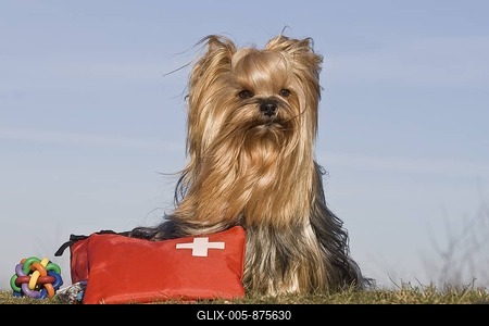 Yorkshire Terrier sitting on a meadow, next to a first aid bag for dogs-stock-foto