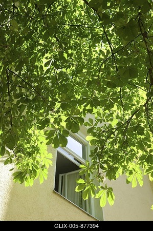 Chestnut tree giving shade in front of an open window-stock-foto