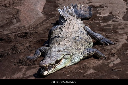 American crocodile (Crocodylus acutus) on sandbank at Rio Tarcoles, Carara National Park, Province Puntarenas, Costa Rica-stock-foto
