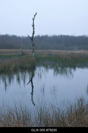 Dutch raised bog reserve, Bargerveen, Holland, Netherlands, Europe-stock-foto