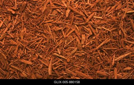 Medicinal herbs: Bloodwood tree, Haematoxylum campechianum, also called bluewood tree or campeche tree, the wood is prescribed as an astringent remedy for dysentery, common diarrhoea, night sweats, chronic mucus and blood flows in infusion, decoction or as an extract, dye, medicinal herbal application without guarantee-stock-foto