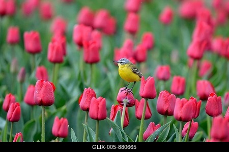 Yellow wagtail (Motacilla flava) in flower field of red tulips, Texel, North Holland, Netherlands-stock-foto