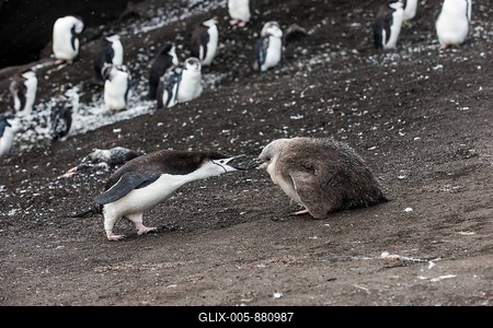 Chinstrap Penguin (Pygoscelis antarctica) feeding its chicks, Saunders island, South Sandwich islands, Antarctica-stock-foto