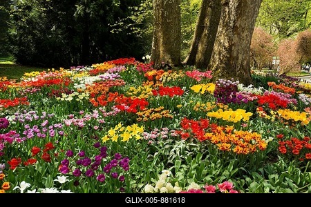 Blooming Tulips (Tulipa) in spring, Mainau Island, Lake Constance, Baden-Württemberg, Germany-stock-foto