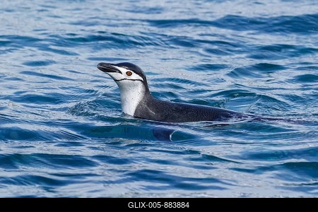 Chinstrap Penguin (Pygoscelis antarcticus) swimming in the ocean near South Georgia Island-stock-foto