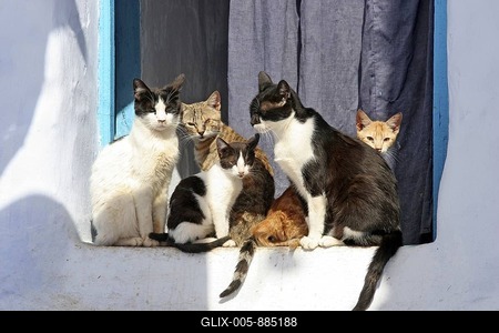 Domestic cats sunning on windowsill in the blue Medina of Chefchaouen, Chaouen, Morocco, North Africa-stock-foto
