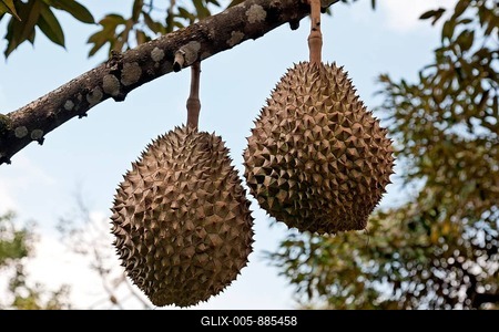 Durian (Durio zibethinus), fruit on branch, Morn Thong, Thailand-stock-foto