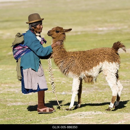 Bolivian woman training a young llama (Lama glama), San Juan, Potosi, Bolivia, South America-stock-foto