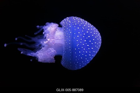 Australian spotted jellyfish (Phyllorhiza punctata) in the Aquarium, Oceanario de Lisboa, Marine Museum, Lisbon, Portugal-stock-foto