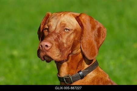 Young Magyar Vizsla, short-haired Hungarian Pointing Dog (Canis lupus familiaris), bitch, dog breed, animal portrait, Schleswig-Holstein, Germany-stock-foto