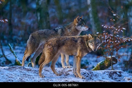 Two wolves standing in the winter forest on a snow-covered hill in the twilight, winter, wolf (Canis lupus), Germany-stock-foto