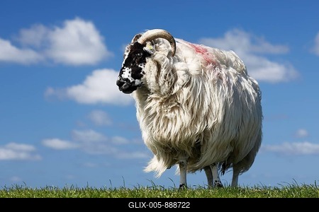 Domestic long-haired ram (Ovis gmelini aries) stands on dike against blue cloudy sky, Schleswig-Holstein, Germany-stock-foto