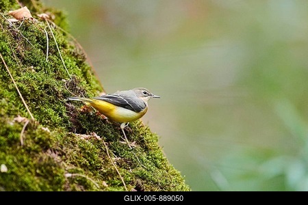 Western yellow wagtail (Motacilla flava), Bavaria, Germany-stock-foto