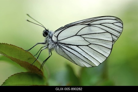 Black-veined White Butterfly (Aporia crataegi) perched on a leaf-stock-foto