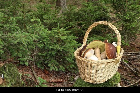 King boletes (Boletus edulis) in basket, Allgäu, Bavaria, Germany-stock-foto