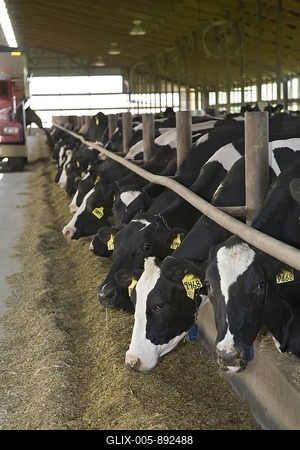 A truck distributing feed for cows at Green Meadow Farms, a dairy farm with 9500 cattle, mostly Holsteins, Elsie, Michigan, USA-stock-foto