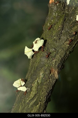 Leaf-cutting Ants (Atta cephalotes) transporting food in a group-stock-foto