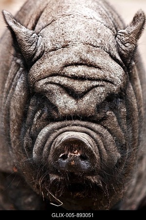 HängebauchDomestic Pig (Sus scrofa domestica), animal portrait, captive, North Rhine-Westphalia, Germany-stock-foto