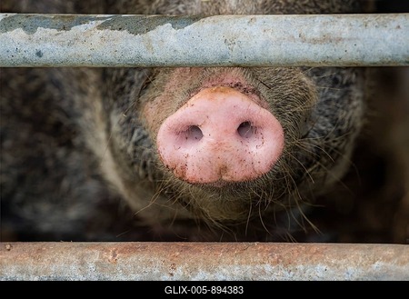 Close up of a pig's nose of Baumberger Landschweine, crossbreeding breeds from Bentheim Black Pied, also known as Buntes Bentheimer Schwein, a rare breed of domestic pig in Germany with Hungarian Mangalica pig (Mangalitsa, Mangalitza), sticking through metal fence at farm in Germany-stock-foto