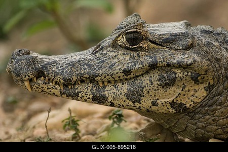 Yacare Caiman (Caiman yacare), Pantanal, Mato Grosso, Brazil-stock-foto