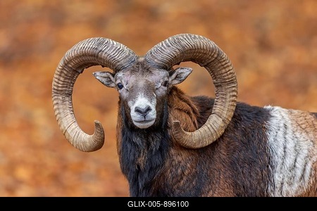 European mouflon (Ovis aries musimon, Ovis gmelini musimon) ram, male with big horns in forest during the rut in autumn, fall-stock-foto