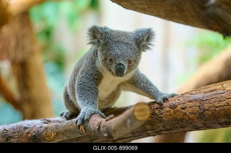 Koala staring directly at a branch, the environment is dense and tropical, Koala (Phascolarctos cinereus), lives in Australia, captive, Germany-stock-foto