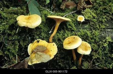 False Chanterelle (Hygrophoropsis aurantiaca)-stock-foto