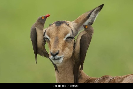 Red-billed Oxpecker (Buphagus erythrorynchus), Mpumalanga, South Africa-stock-foto