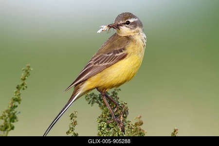 Western Yellow Wagtail (Motacilla flava) perched with prey, Strohauser Plate, Lower Saxony, Germany-stock-foto
