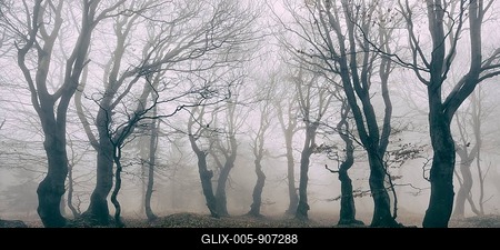 Mysterious deciduous forest with fog in autumn, bare Beeches (Fagus), Ore Mountains, Czech Republic-stock-foto
