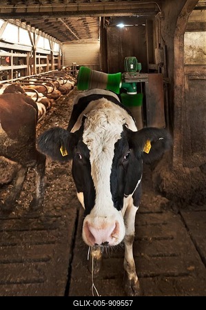 Dairy cow massaging her back with an automatic brush in a freestall, left cows in their resting spots, Bavaria, Germany-stock-foto