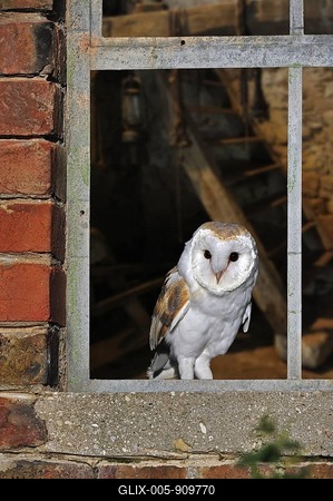 Barn owl (Tyto alba) perched on windowsill looking through window of shed at dusk, ready to go hunting-stock-foto
