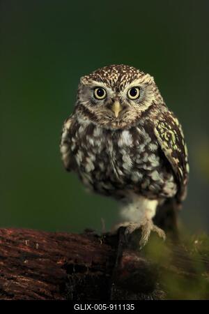 Little owl (Athene noctua), (Tyto alba), adult, on tree trunk, alert, Lowick, Northumberland, England, Great Britain-stock-foto