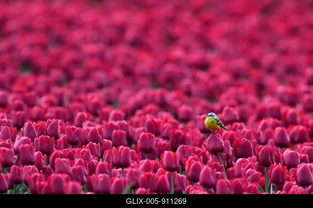 Yellow wagtail (Motacilla flava) in flower field of red tulips, Texel, North Holland, Netherlands-stock-foto
