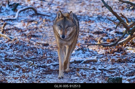A lone wolf approaches along a snow-covered path in a winter forest, Winter, Wolf (Canis lupus), Germany-stock-foto
