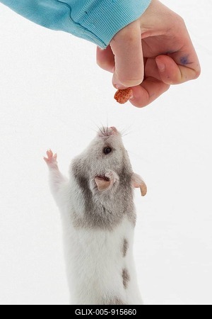 Syrian hamster (Mesocricetus auratus), is fed by child, makes male, studio shot-stock-foto