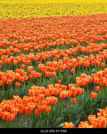 A breathtaking field of vibrant orange and yellow tulips stretches across the landscape, creating a stunning display of color and natural beauty, perfect for springtime imagery-stock-foto