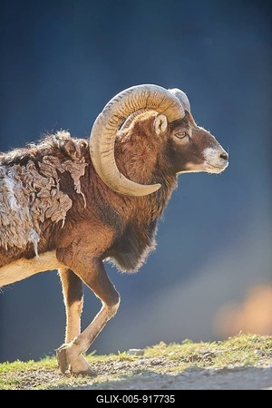 European mouflon (Ovis aries musimon ram (male) portrait in the alps, Wildlife Park Aurach, Kitzbuehl, Austria-stock-foto