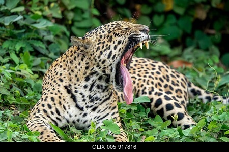 Jaguar (Panthera onca), yawning, showing tongue and teeth, North Pantanal, Barão de Melgaço, Joselândia, Mato Grosso, Brazil-stock-foto