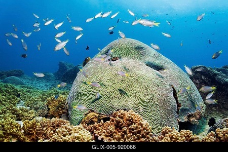 Brain coral (Platygyra lamellina) in the middle lamellas, common coral (Sinularia sp.) in front, yellowtail reefass (Chrysiptera parasema), Arabian Sea, Indian Ocean, Salala, Dhofar Governorate, Oman-stock-foto