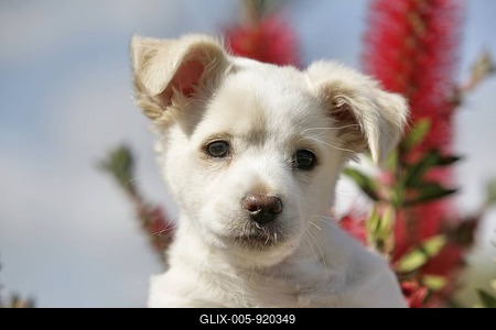 Labrador crossbreed pup, portrait-stock-foto