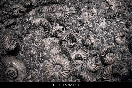 Petrifaction, Ammonites, Natural History Museum or Natural History Museum, Kensington, London, England, United Kingdom-stock-foto