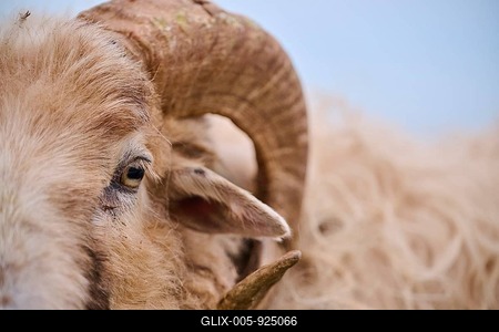 Domestic sheep (Ovis aries) 'Heidschnucke moorland sheep', portrait, Heligoland, Germany-stock-foto