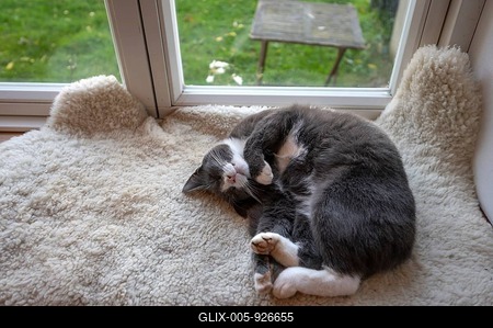 Sleeping, dreaming cat lying on a sheepskin on the windowsill, Mecklenburg-Vorpommern, Germany-stock-foto