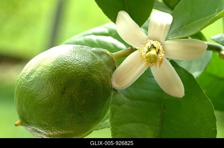 Blossom of the lemon, lemon blossom, unripe fruit next to it-stock-foto