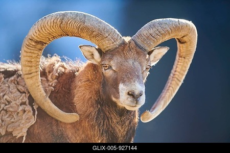 European mouflon (Ovis aries musimon ram (male) portrait in the alps, Wildlife Park Aurach, Kitzbuehl, Austria-stock-foto