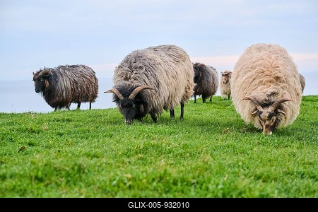 Domestic sheep (Ovis aries) 'Heidschnucke moorland sheep' on a meadow, Helgoland, Germany-stock-foto